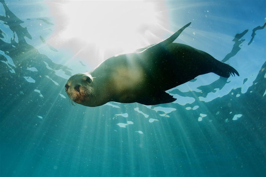 Sea Lion underwater looking directly at camera, Galapagos Islands