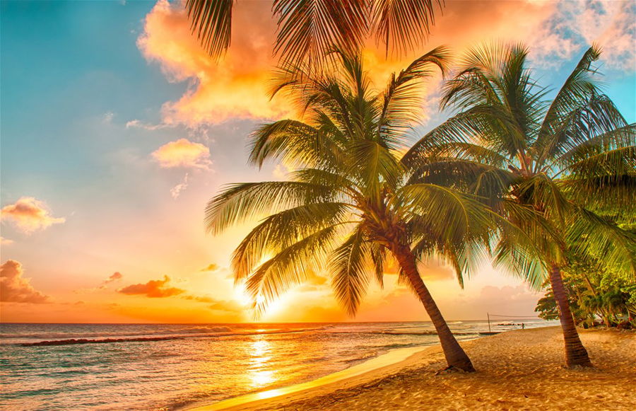 Beautiful sunset over the sea with a view at palms on the white beach on a Caribbean island of Barbados