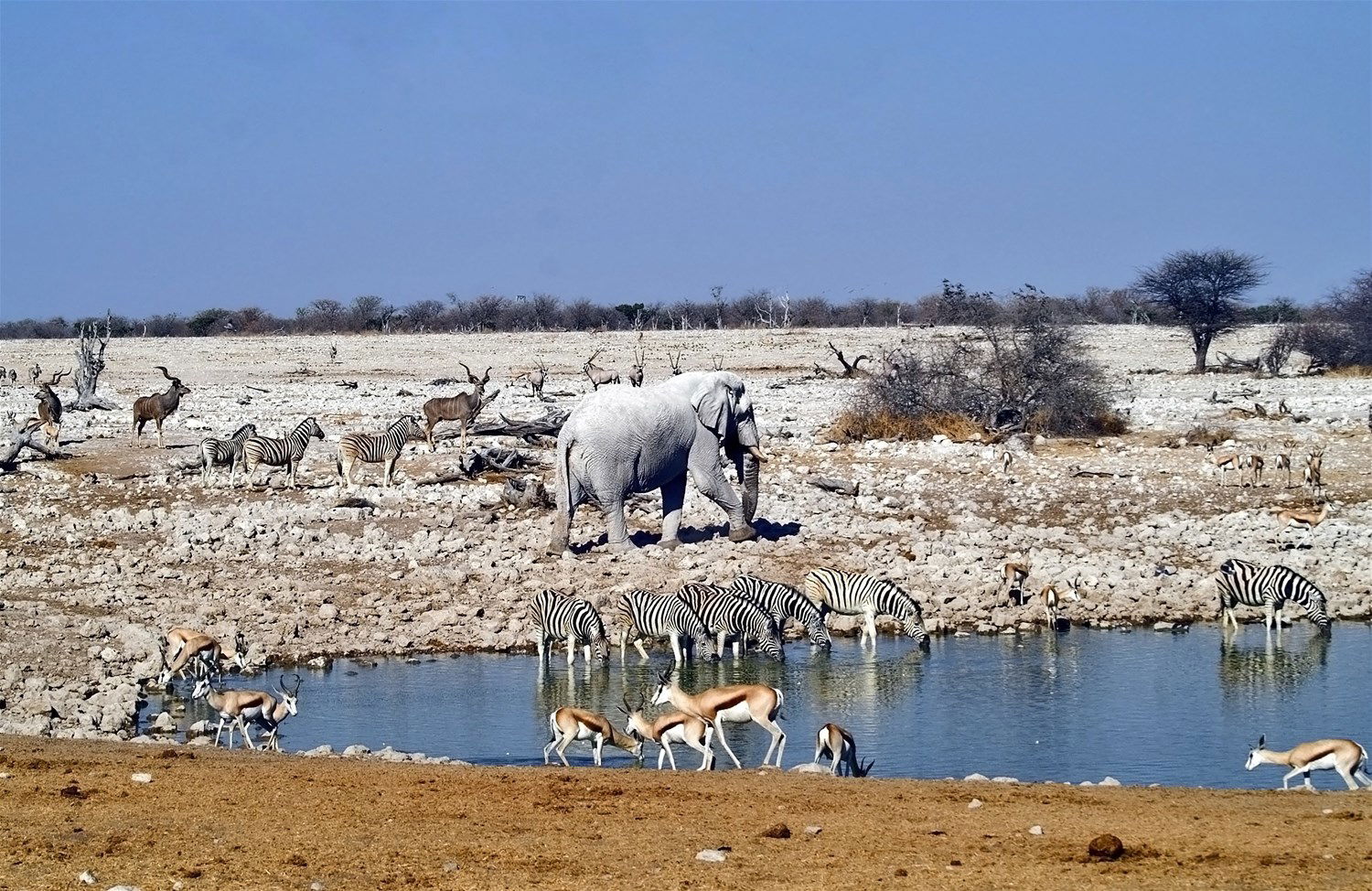 Etosha National Park Holidays 2024 2025 Trailfinders   0fdjuc6sop Tf39648 1500x1500 