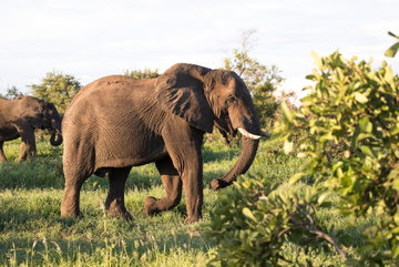 Southern Africa Safari - Intrepid