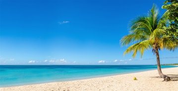 A lone palm tree stands on a deserted white sand beach on a clear sunny day on the Caribbean island of Grenada