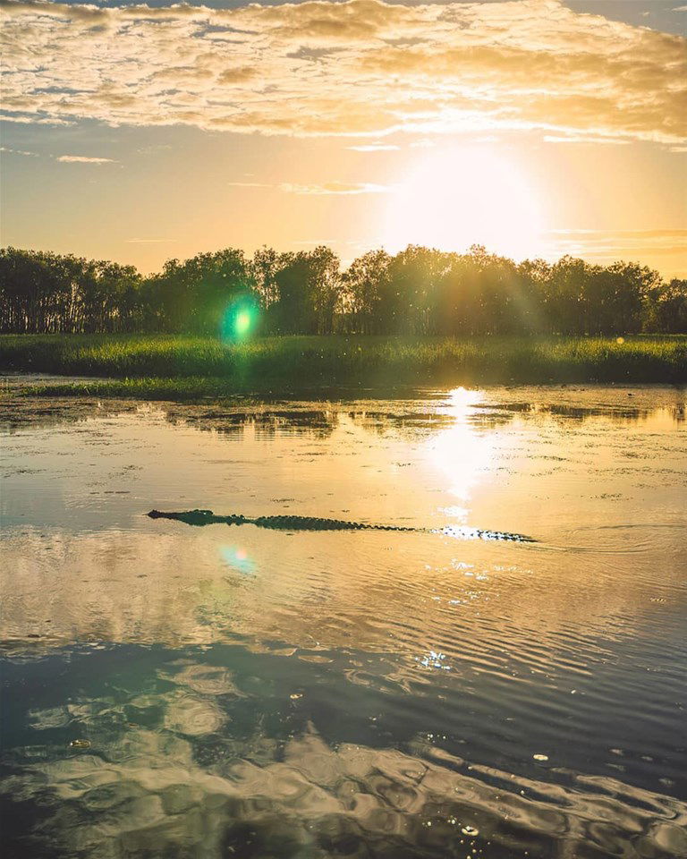 Crocodile in Yellow Water Billabong