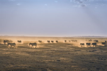 Dust rises from the hooves of the zebra dotting the arid plains of Amboseli National Park, Kenya