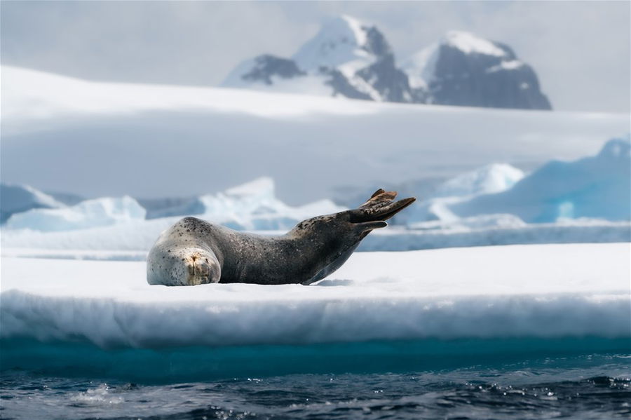 A playful seal in Antarctica