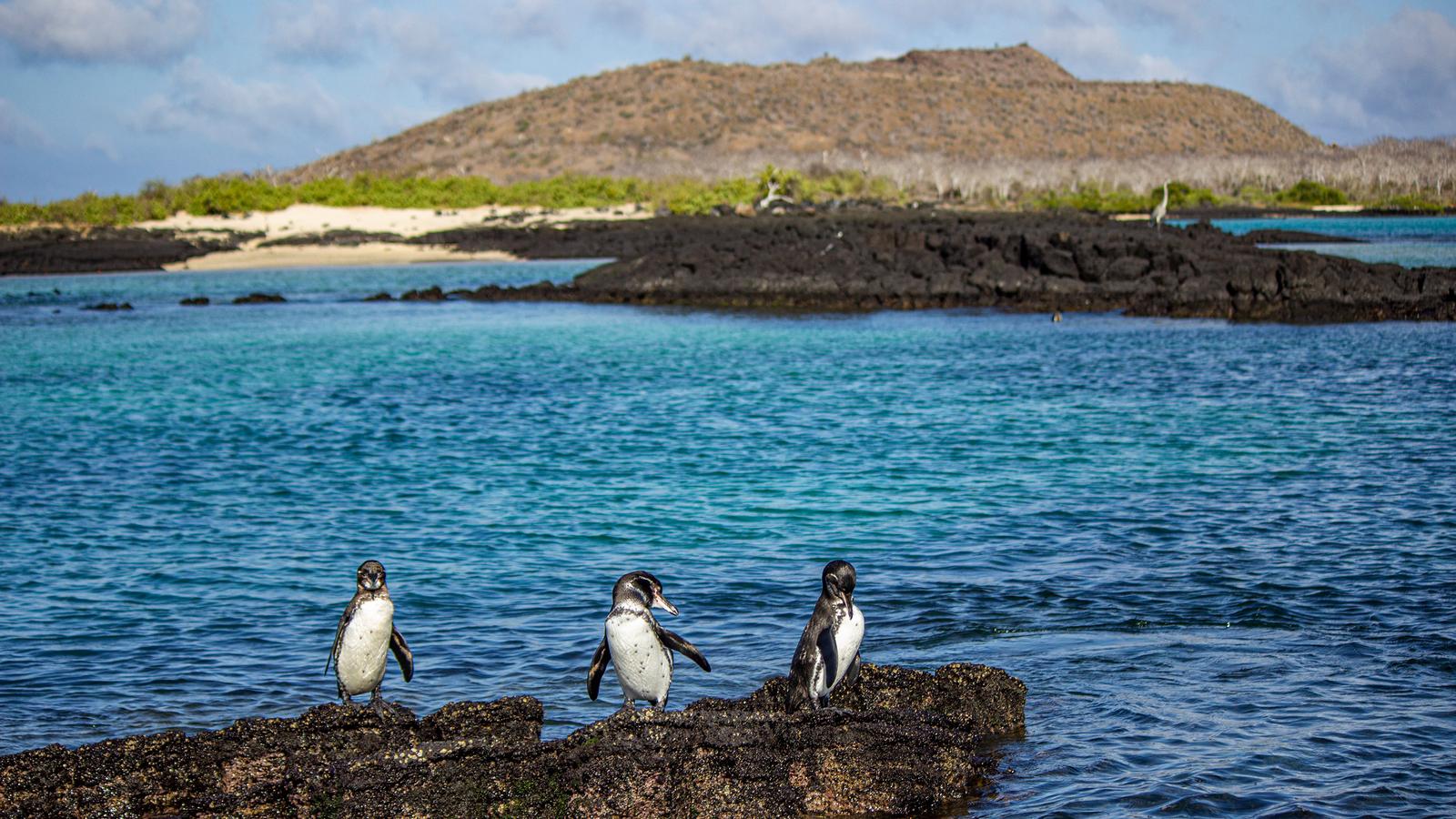 Marine iguana sunbathing on the white sands on the Galapagos Islands