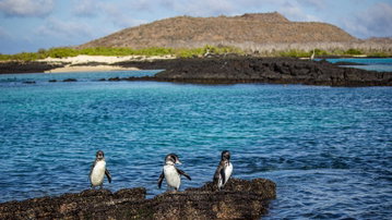 Galapagos - Central and East Islands aboard the Reina Silvia Voyager