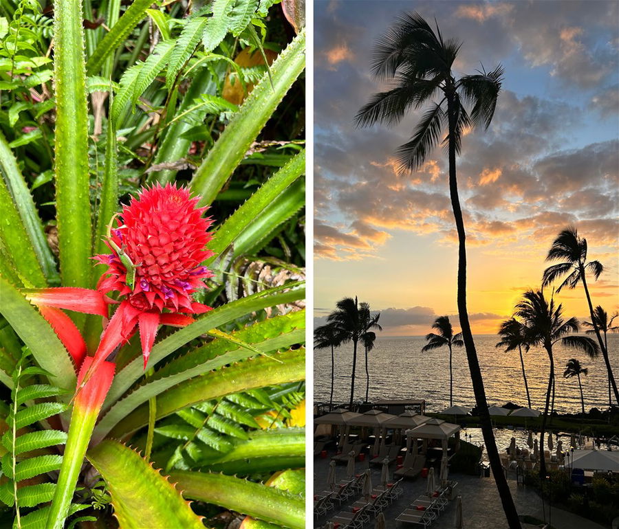 2 images of Maui, Hawaii - a flower and a beach at sunset