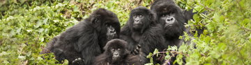 Premium Rwanda & Gorillas of Uganda