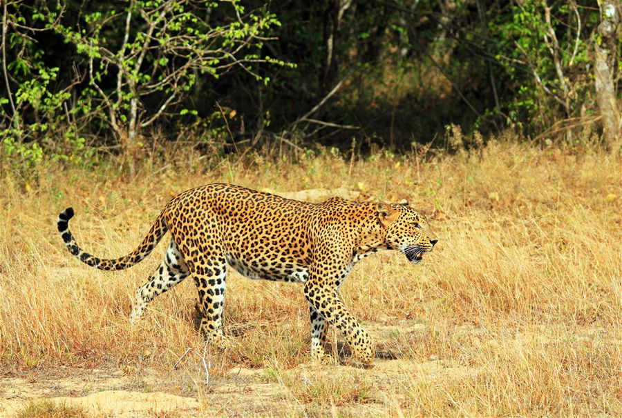 A lone leopard stalks his prey in long dried grass in Yala National Park, Sri Lanka