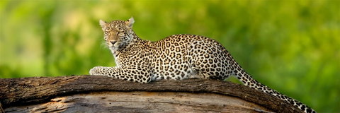 Unforgettable East African Safaris