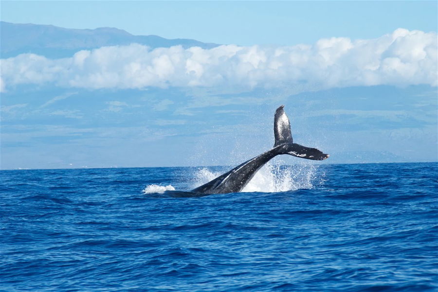 Humpback whale tail off the coast of Maui, Hawaii