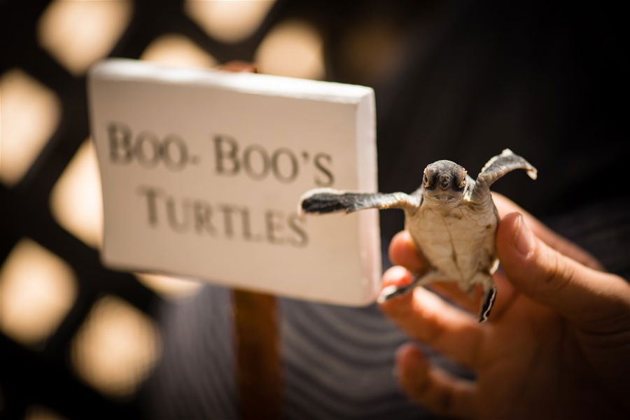 A baby turtle at the Tanjong Jara Resort in Malaysia