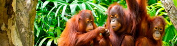 Indonesia Expedition: Orangutans of Kalimantan