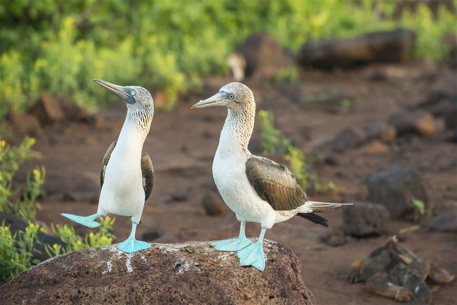 Two blue footed booby birds sitting on a rock in the Galapagos Islands