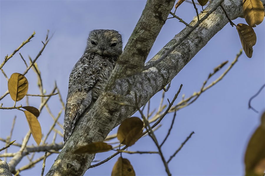 The Great Potoo is a near passerine bird, Pantanal region of Brazil