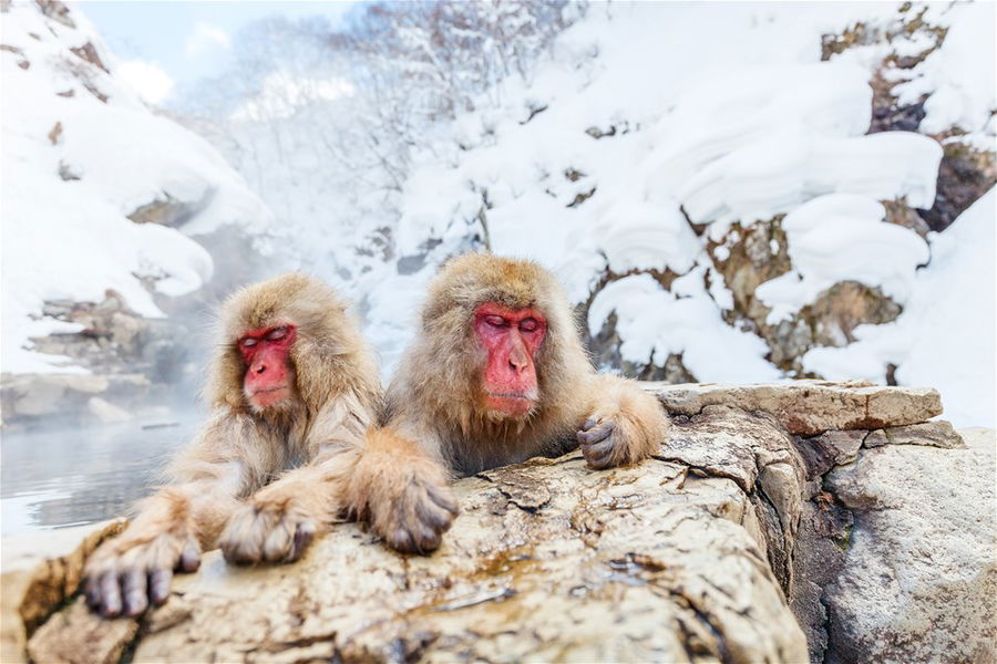 Snow monkeys sitting in a hot spring in Japan