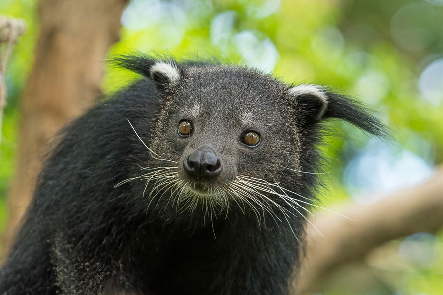 Close up of Binturong face with trees in background