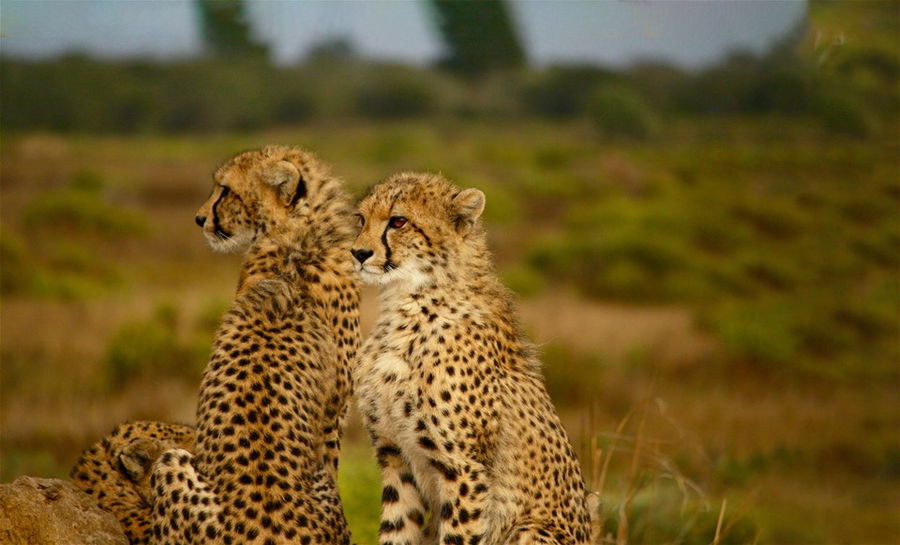 Cheetah, Phinda Forest Lodge, South Africa