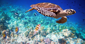 Maldive Dhoni Cruise