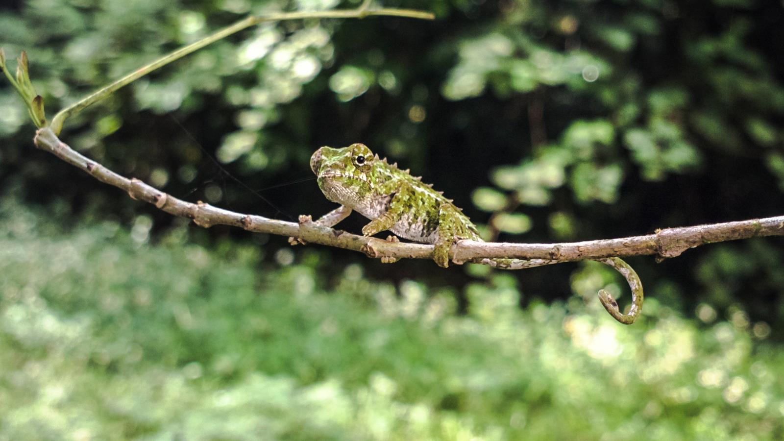 A green Chameleon sits on a high branch, blending into the green foliage around him on a bright day in Madagascar