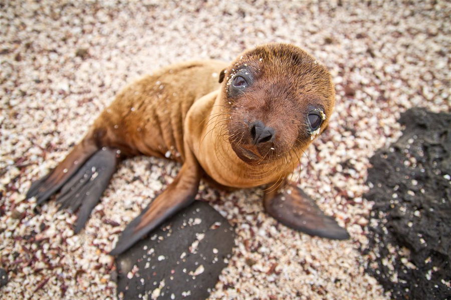 Baby Galapagos sea lion looking at the camera in the wild Sea