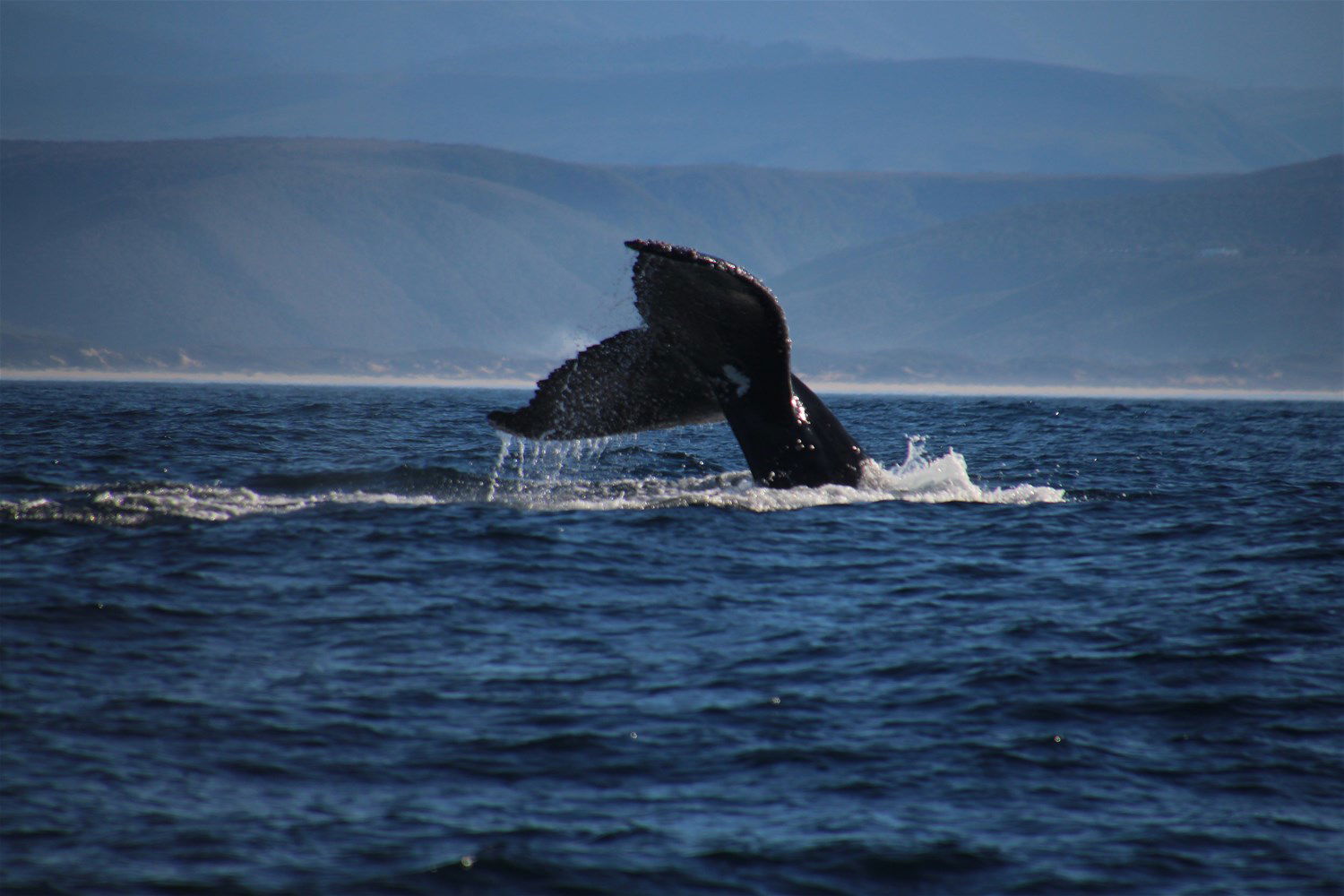 whale tour plettenberg