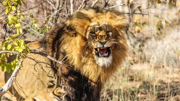 Kruger, Falls & Zimbabwe: Mineral Pools & National Parks