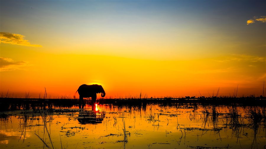 5. Chobe National Park, Botswana