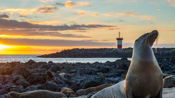 Galapagos - Central and East Islands aboard the Reina Silvia Voyager (Cruise Only)