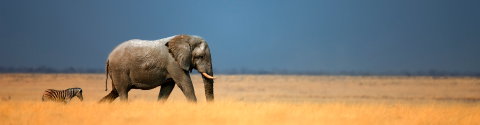 Namibia Discovery