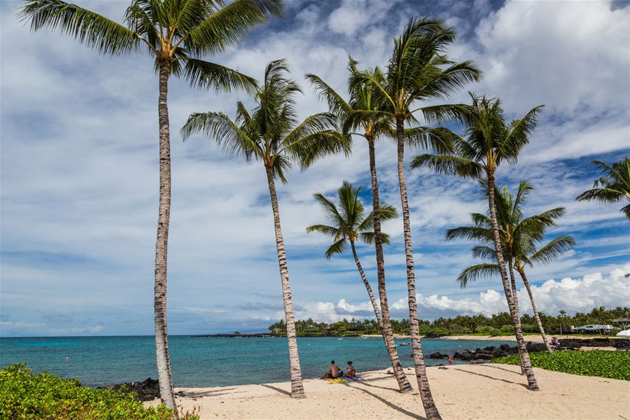 Tall palm trees on a deserted beach in Hawaii