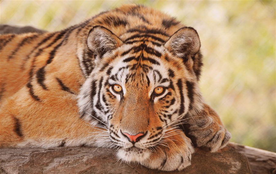 Tiger in Ranthambore National Park, India