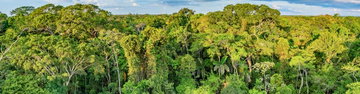 Peru: Amazon Jungle Short Break