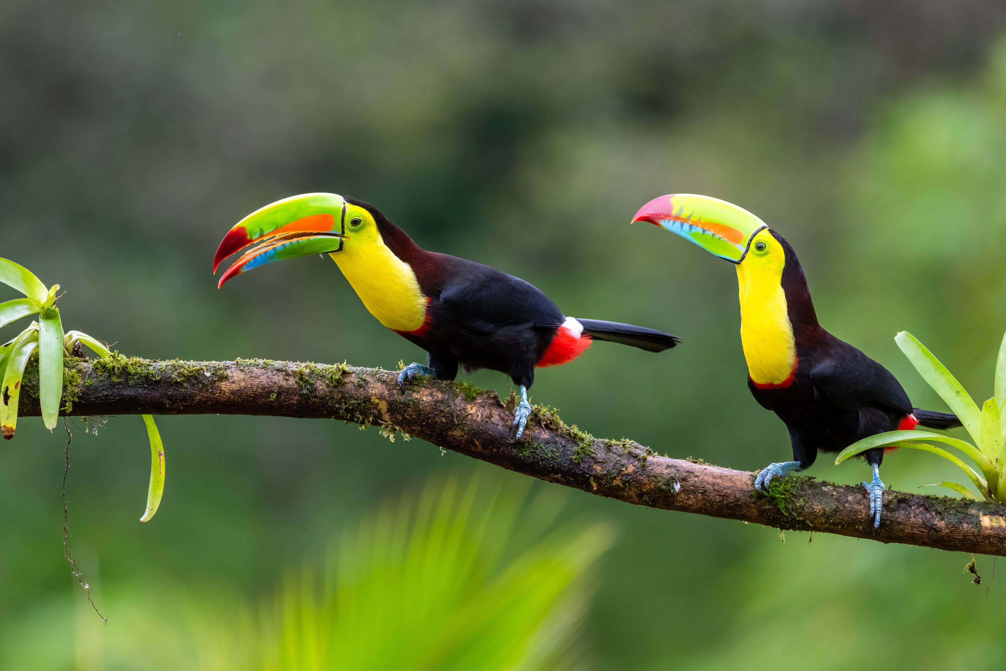 Keel-billed touca is perched on the branch in nice wildlife natural environment of Costa Rica