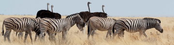 Cape Town to Vic Falls