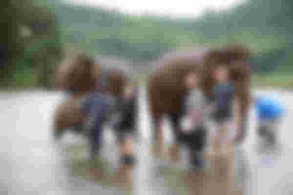 Therapeutic Trek with Elephants