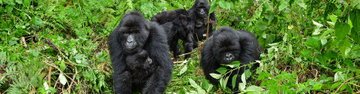 Uganda Gorilla Trek Independent Short Break