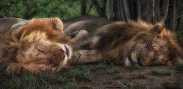 A close-up of two lions lay down facing each other, sleeping soundly, Zambia