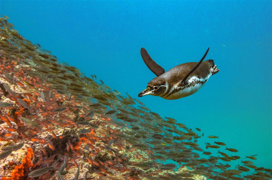 Galapagos Penguin, Galapagos Islands, Ecuador