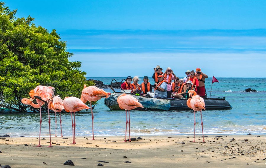 Flamingos on Floreana Island on the galapagos islands