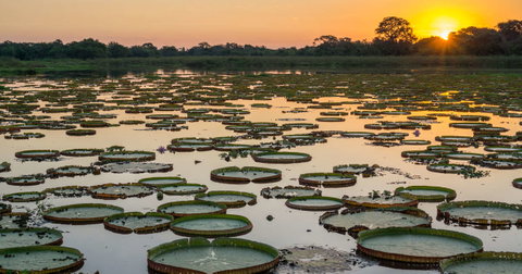 Brazilian Amazon by Boat