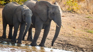 Journeys: Cape Town, Kruger & Namibia
