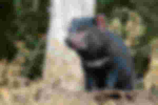 An Evening with Tasmanian Devils