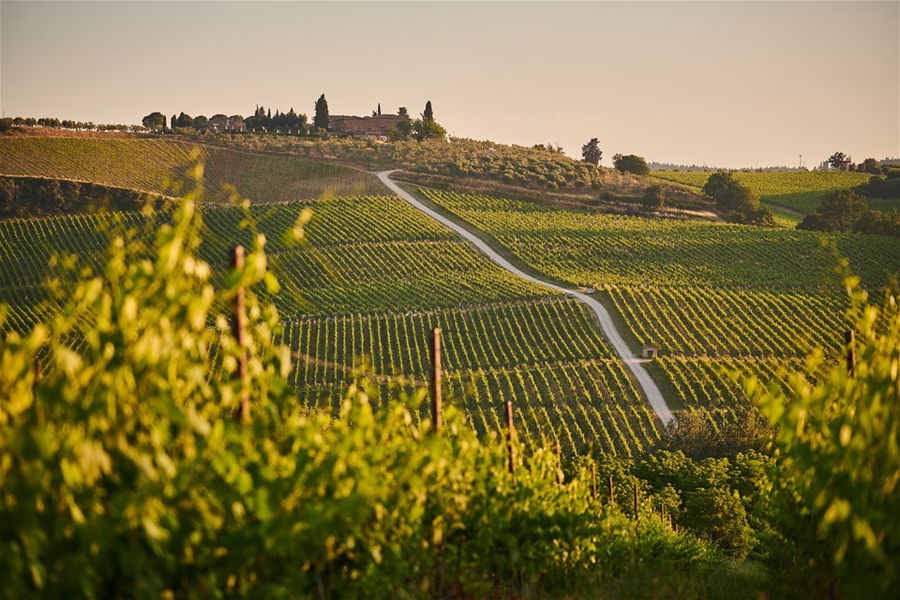 Italian vineyard landscape during sunset, Tuscany