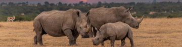 Okavango & Beyond