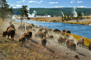 A herd of bison stroll along a river bank as boiling geysers steam in the distance, Yellowstone National Park, USA