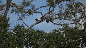 Local Living Ecuador - Amazon Jungle