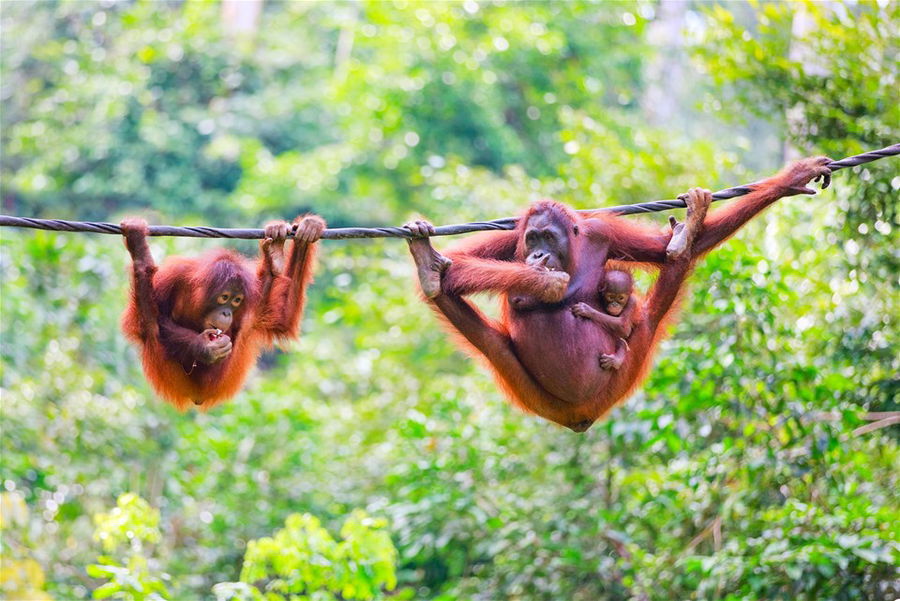 Mother, baby and child orangutans from Sabah in Malaysian Borneo