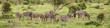 Kruger & Coast