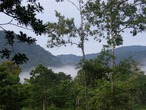 Selva Bananito